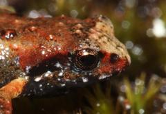 Arthroleptella lightfooti