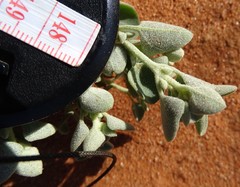 Chenopodium desertorum
