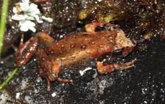 Arthroleptella lightfooti