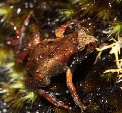 Arthroleptella lightfooti