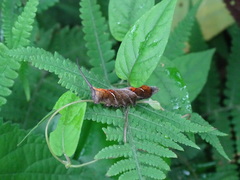 Neogurelca himachala