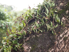 Pyrrosia adnascens