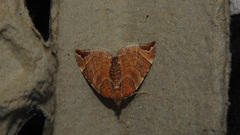 Eulithis molliculata