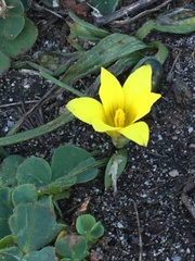 Romulea flava