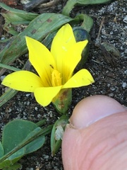 Romulea flava