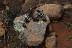 Xanthoparmelia hottentotta