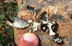 Xanthoparmelia hottentotta