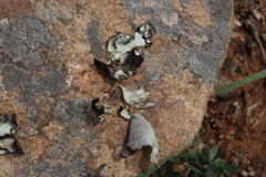 Xanthoparmelia hottentotta