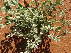 Chenopodium desertorum