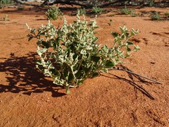 Chenopodium desertorum