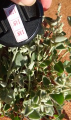 Chenopodium desertorum