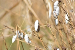 Brephulopsis