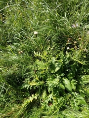 Cirsium tataricum