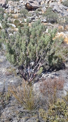 Paranomus tomentosus