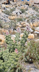 Paranomus tomentosus