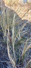 Stipa glareosa
