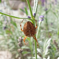 Araneus diadematus