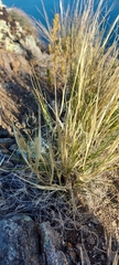 Stipa glareosa