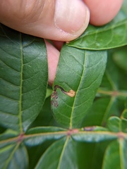 Stigmella intermedia