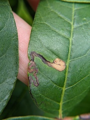 Stigmella intermedia