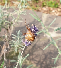 Araneus diadematus