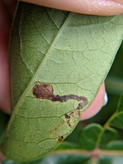 Stigmella intermedia
