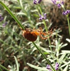 Araneus diadematus