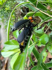 Epicauta hirticornis