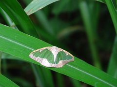 Celenna festivaria