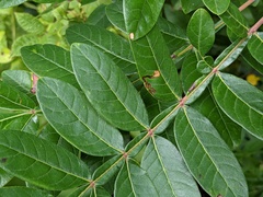 Stigmella intermedia