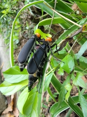 Epicauta hirticornis