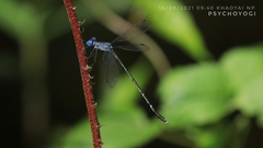 Lestes dorothea