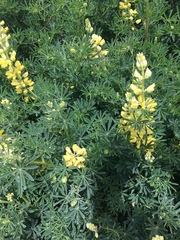 Lupinus arboreus