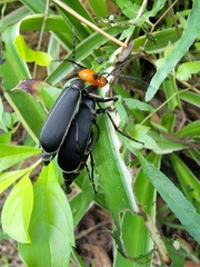 Epicauta hirticornis