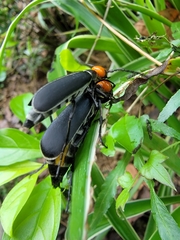 Epicauta hirticornis