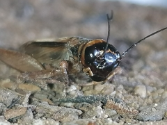 Acheta hispanicus
