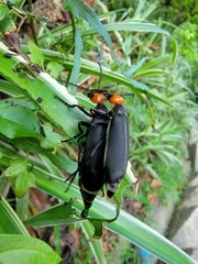 Epicauta hirticornis