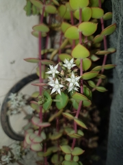 Crassula pellucida marginalis