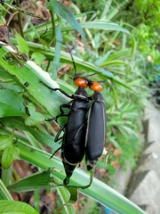 Epicauta hirticornis