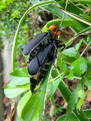 Epicauta hirticornis