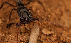 Odontomachus troglodytes