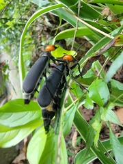 Epicauta hirticornis