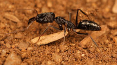 Odontomachus troglodytes