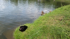 Anas platyrhynchos domesticus