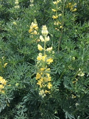 Lupinus arboreus