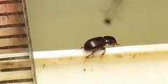 Aphodiini