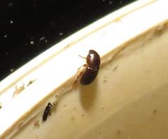 Aphodiini