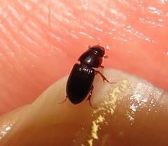 Aphodiini