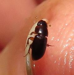 Aphodiini