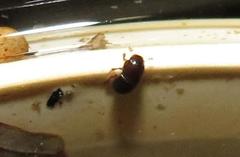Aphodiini